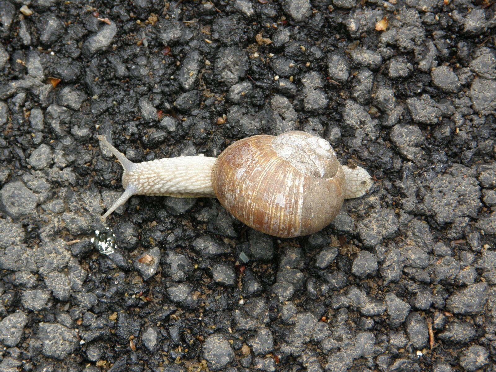 Olympus SP550UZ sample photo. Snail, mollusk, nature photography