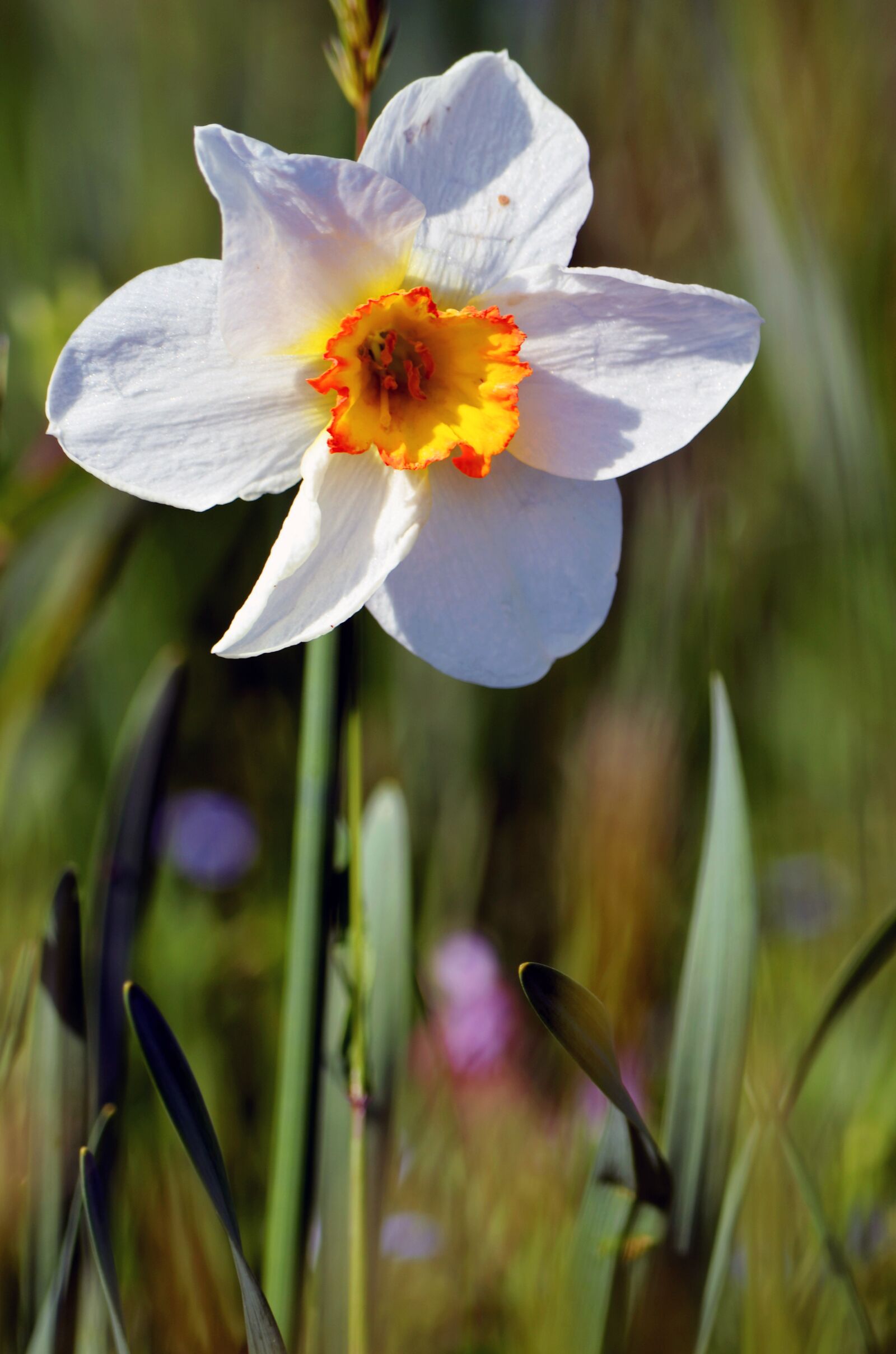 Nikon D5100 sample photo. Flower, white, spring photography