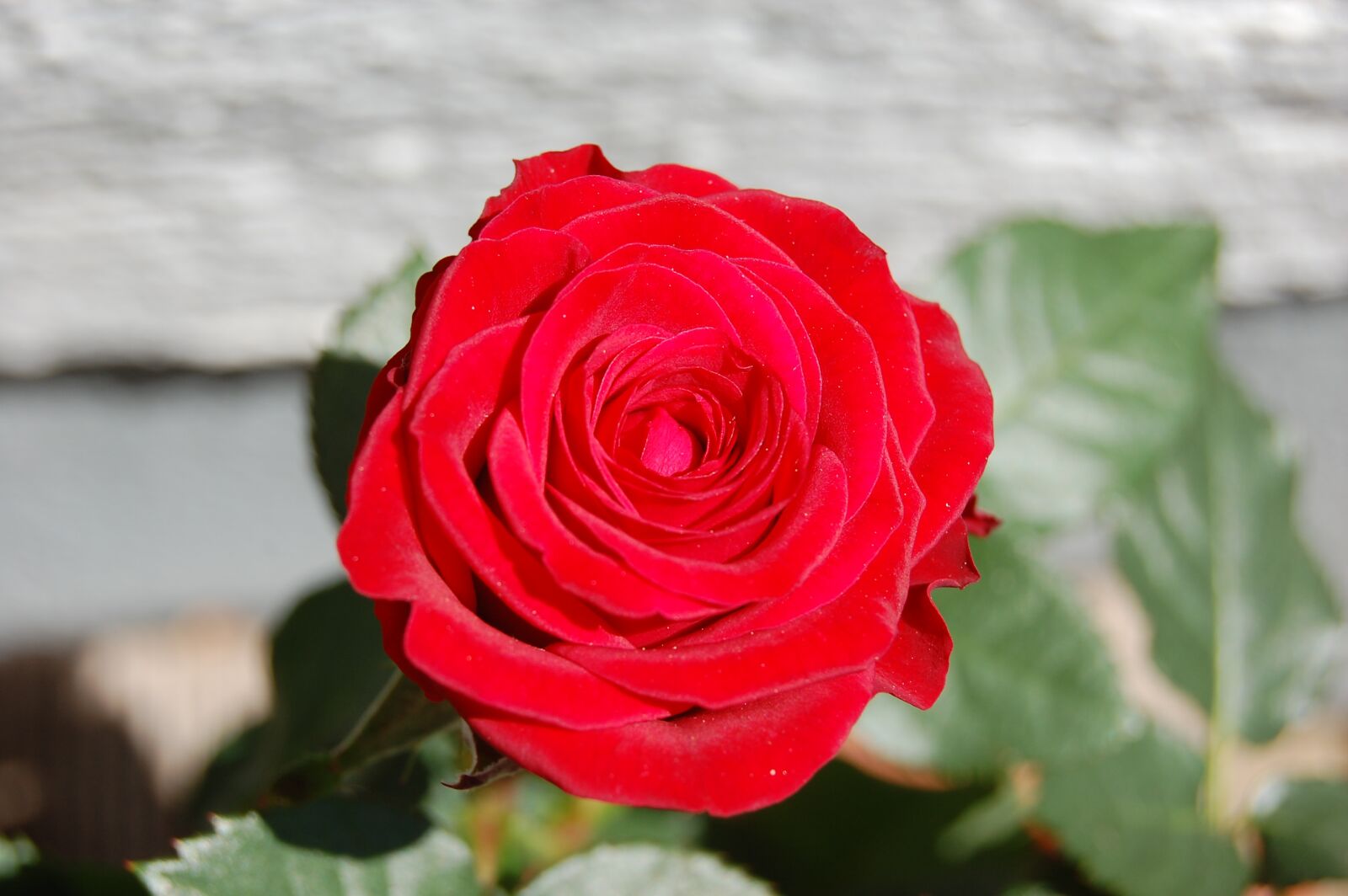 Nikon D40 sample photo. Rose, blume, nature photography