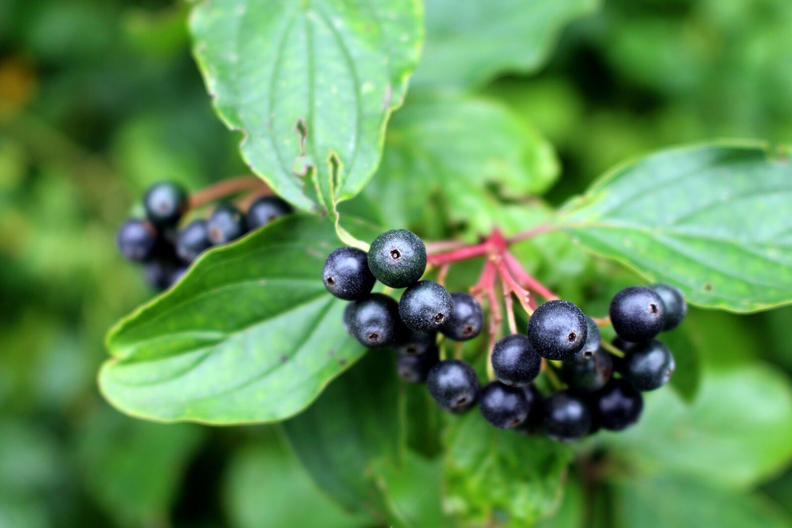 Canon EOS 700D (EOS Rebel T5i / EOS Kiss X7i) sample photo. Elder, berries, elderberries photography