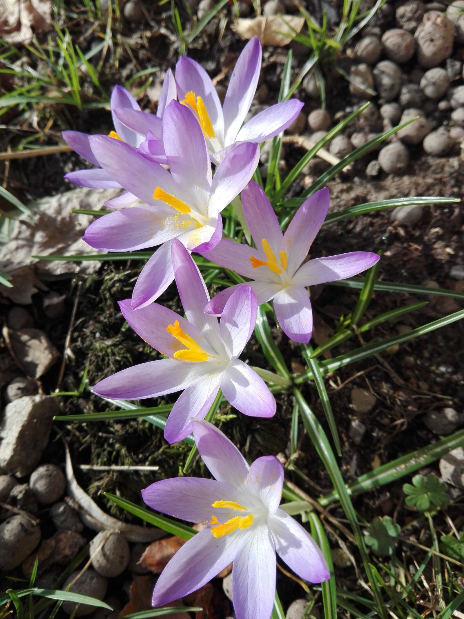 HUAWEI P8 Lite sample photo. Flowers, garden, vegetable garden photography