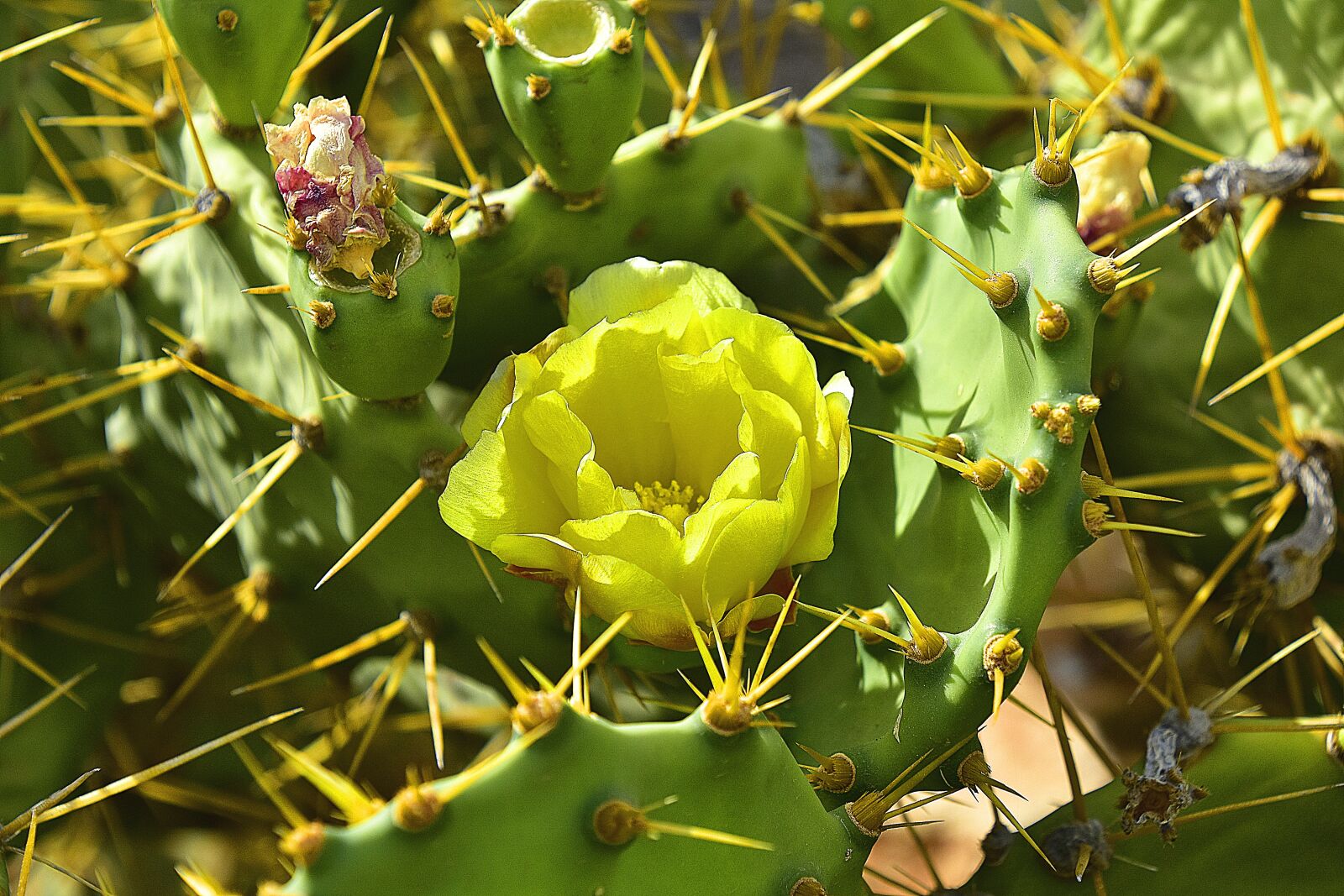 Nikon D7200 sample photo. Flower, garden, flowers photography