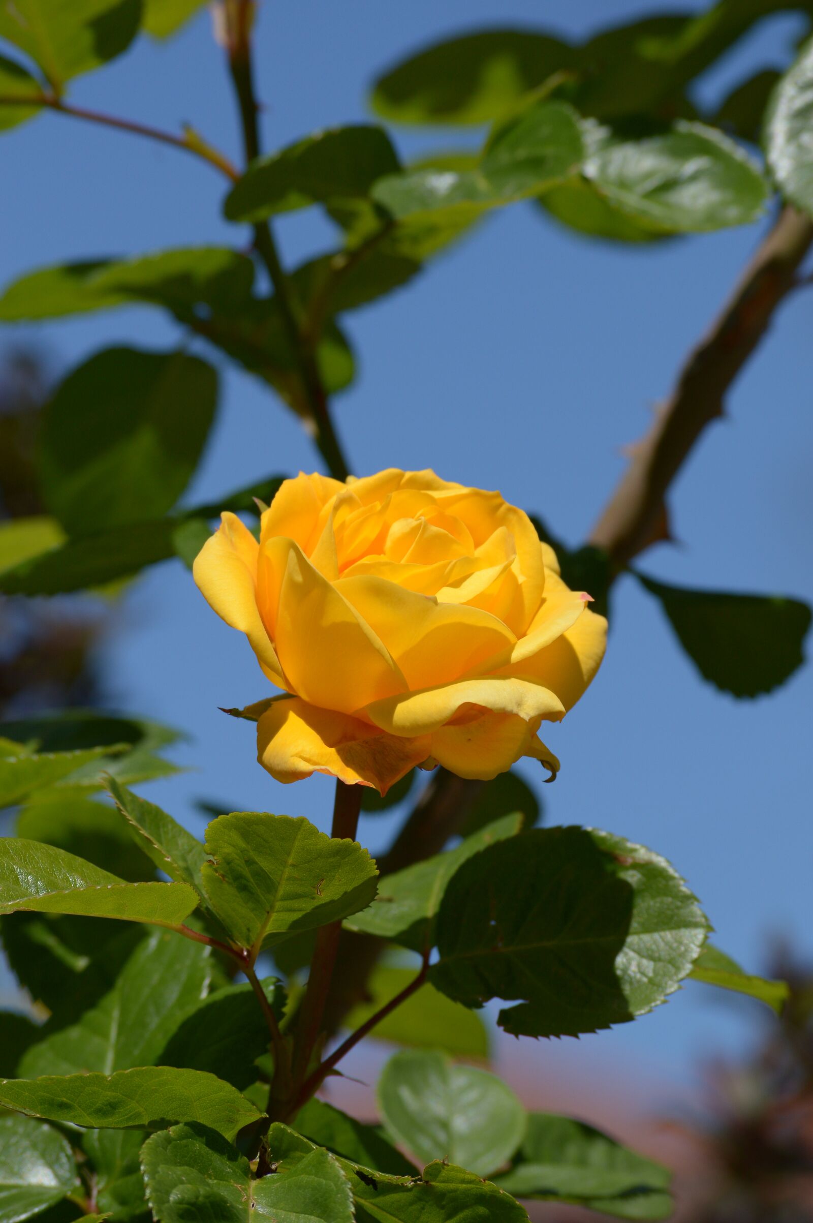 Nikon D3200 sample photo. Yellow, pink, garden photography
