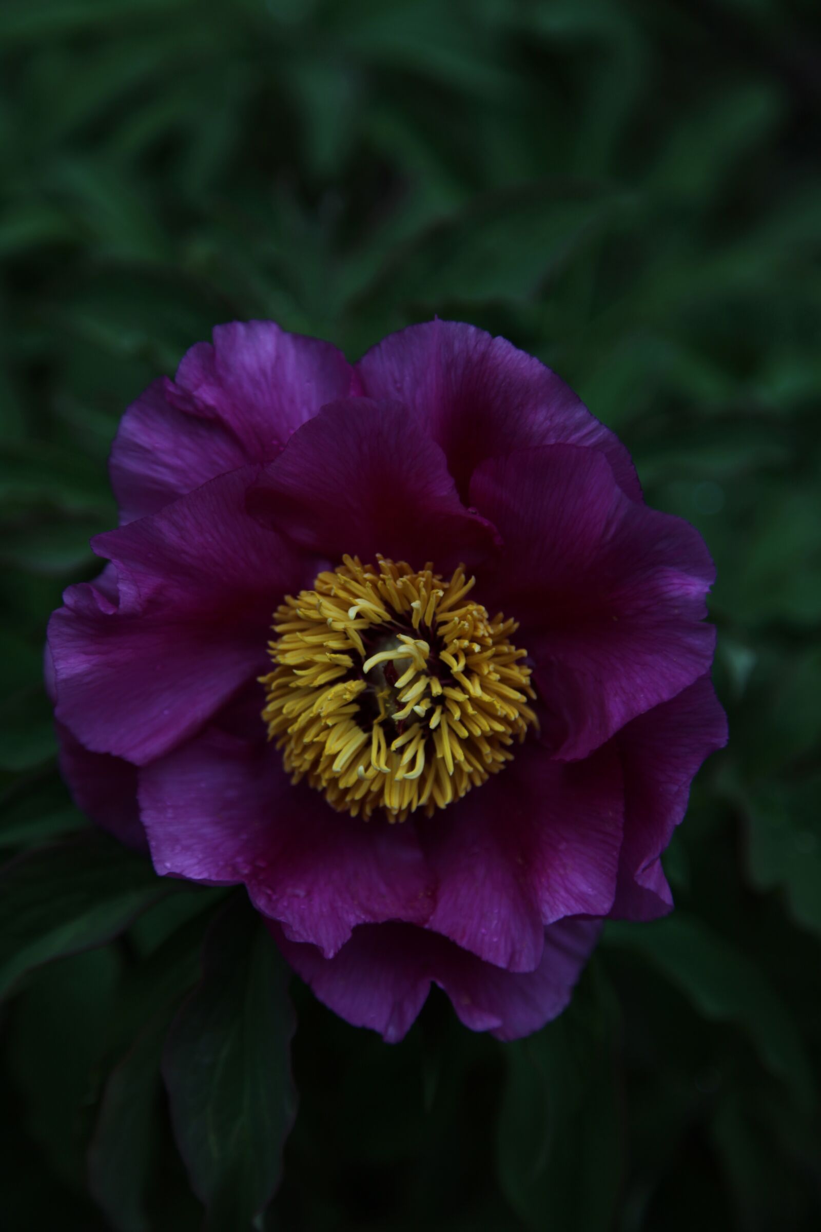 Canon EOS 5D Mark II sample photo. One, peony, purple photography