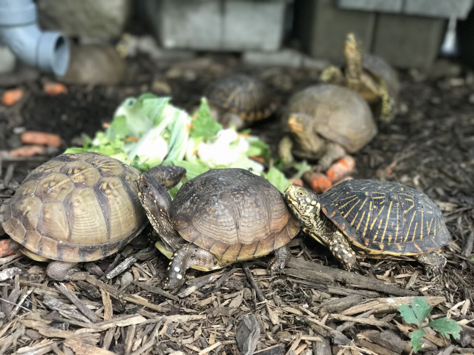 Apple iPhone 7 Plus sample photo. Box, turtle, reptile photography