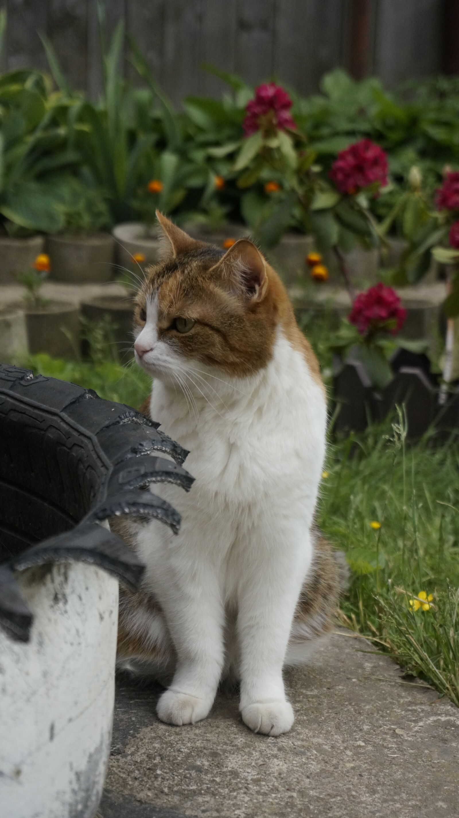 Sony Alpha NEX-5T sample photo