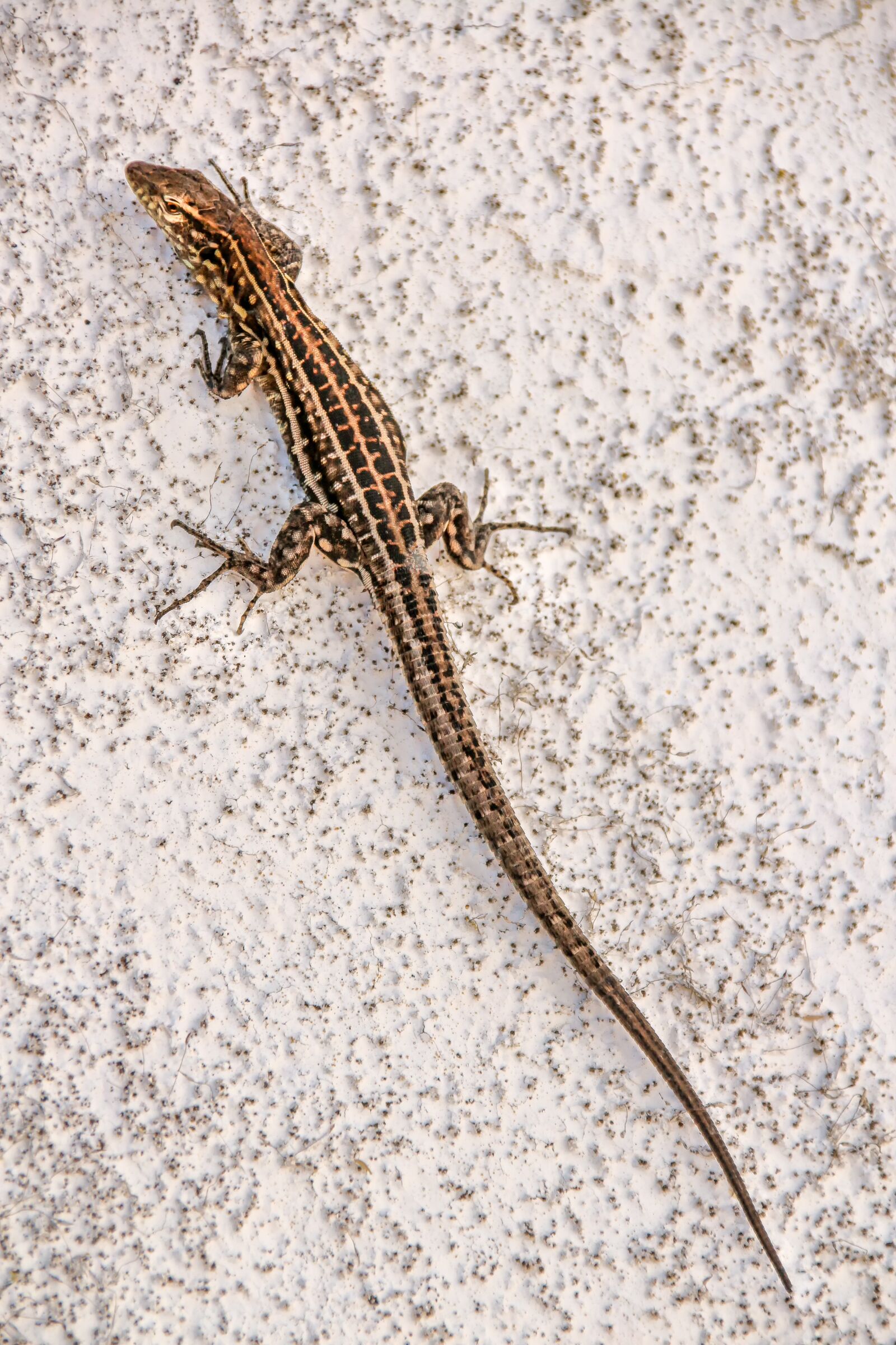Canon EOS 650D (EOS Rebel T4i / EOS Kiss X6i) sample photo. Animal, nature, lizard photography