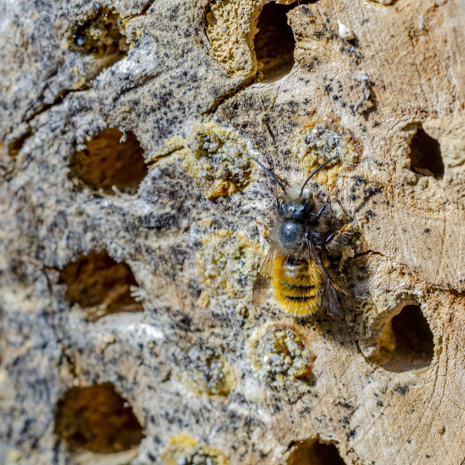 Nikon D7000 sample photo. Bee, macro, wing photography