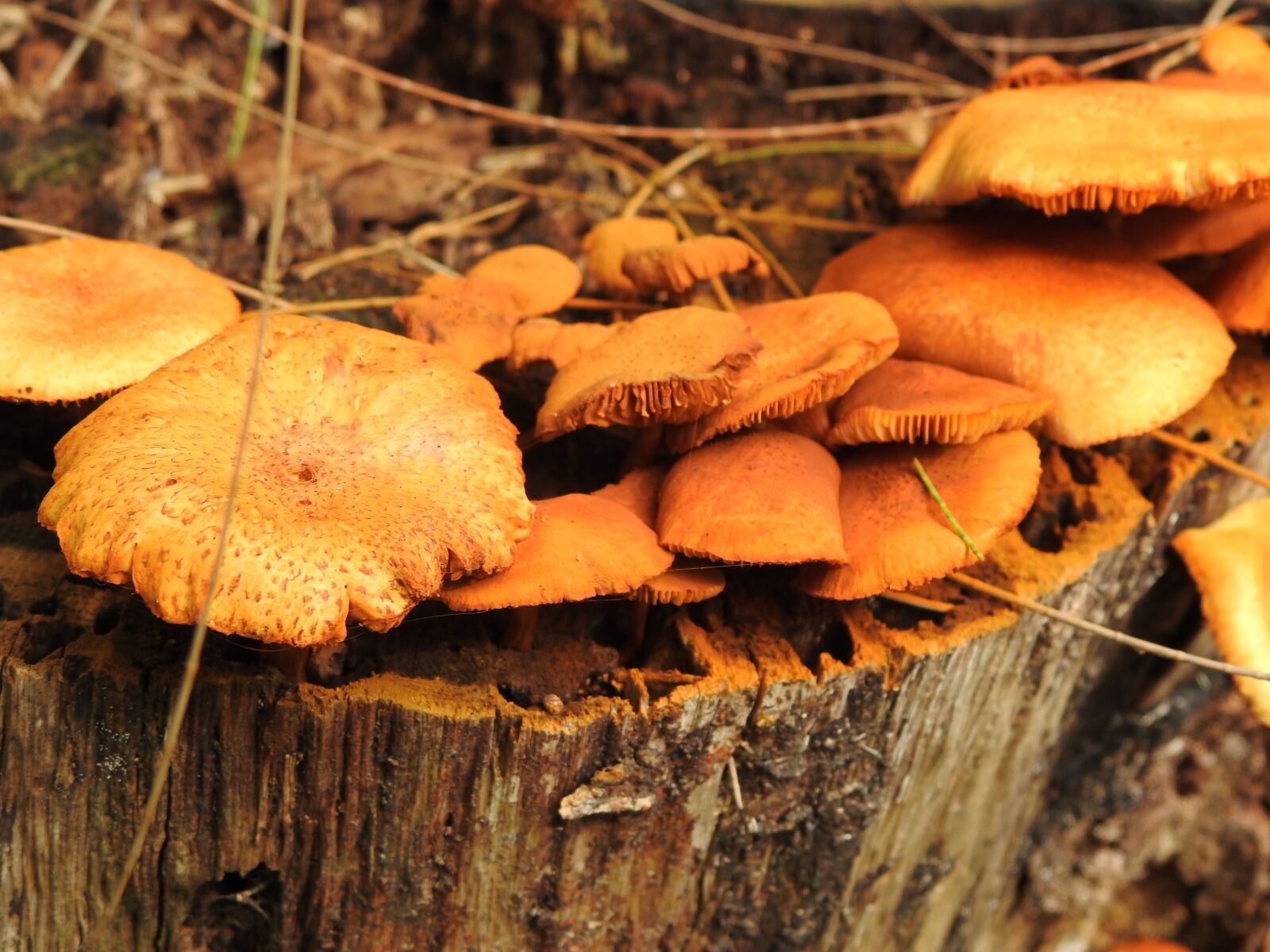 Nikon Coolpix P900 sample photo. Mushrooms, wood, nature photography