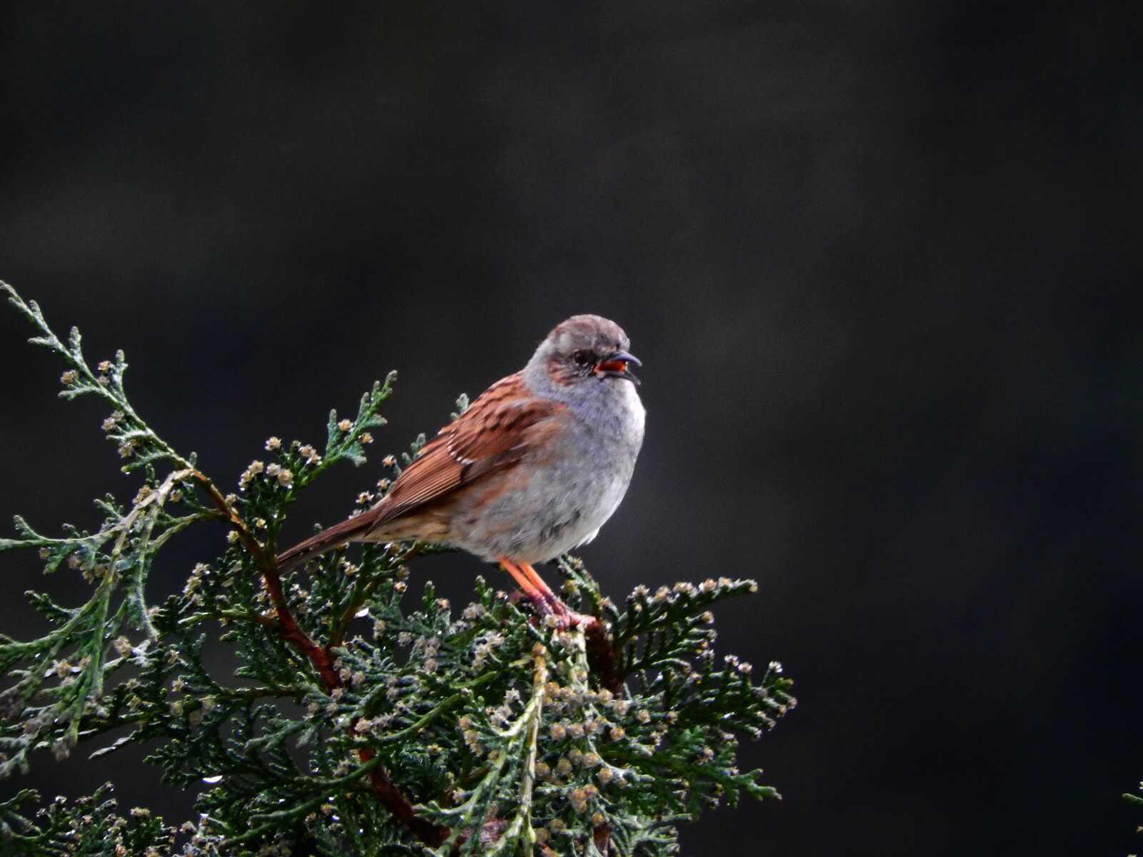 Nikon Coolpix P610 sample photo. Dunnock, bird, nature photography
