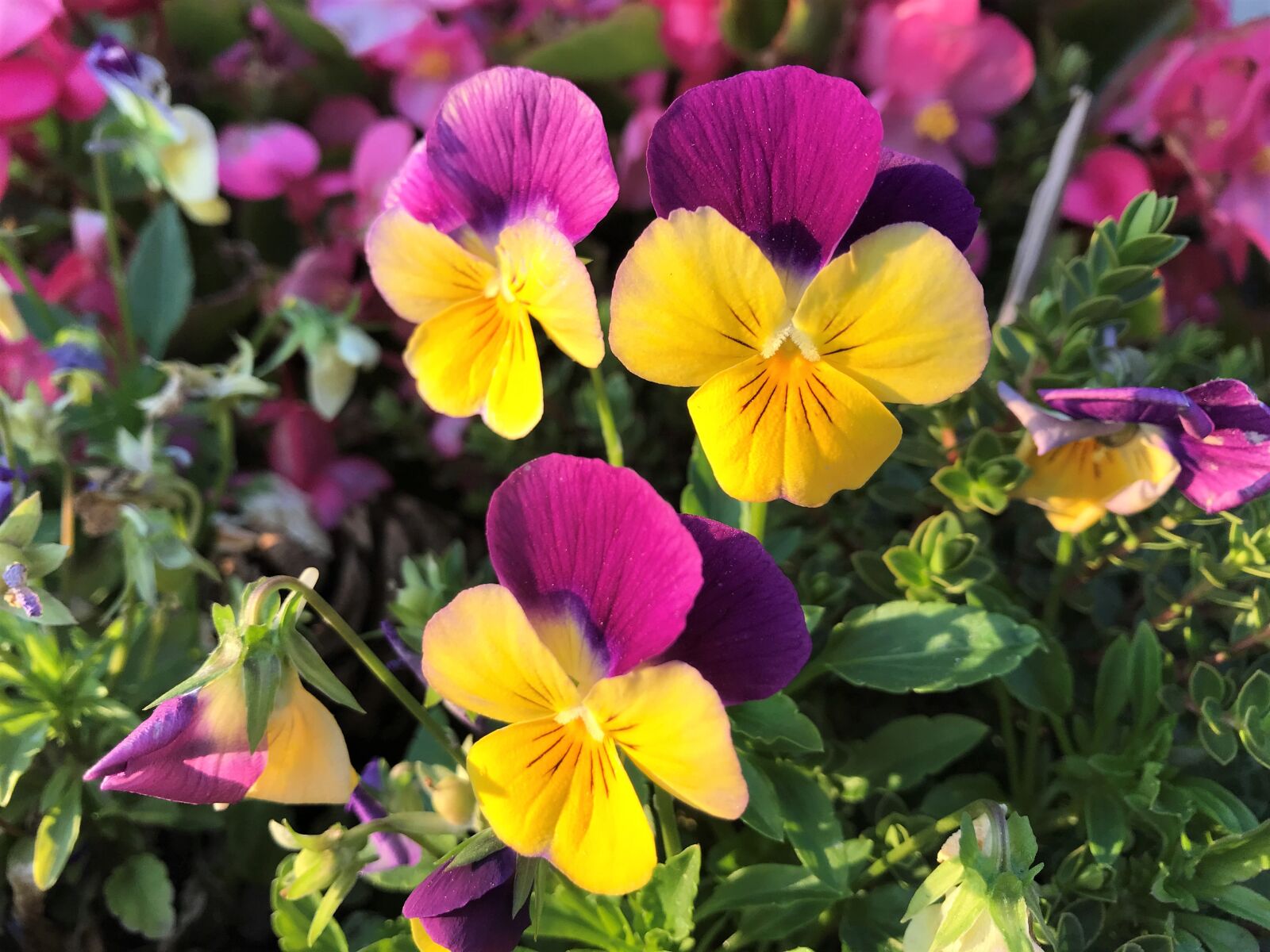 iPhone 7 back camera 3.99mm f/1.8 sample photo. Pansies, summer, garden photography