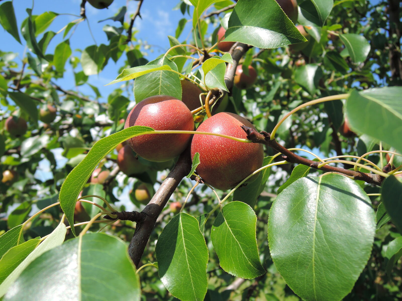 Nikon Coolpix P330 sample photo. Branch, fruit, fruit, tree photography