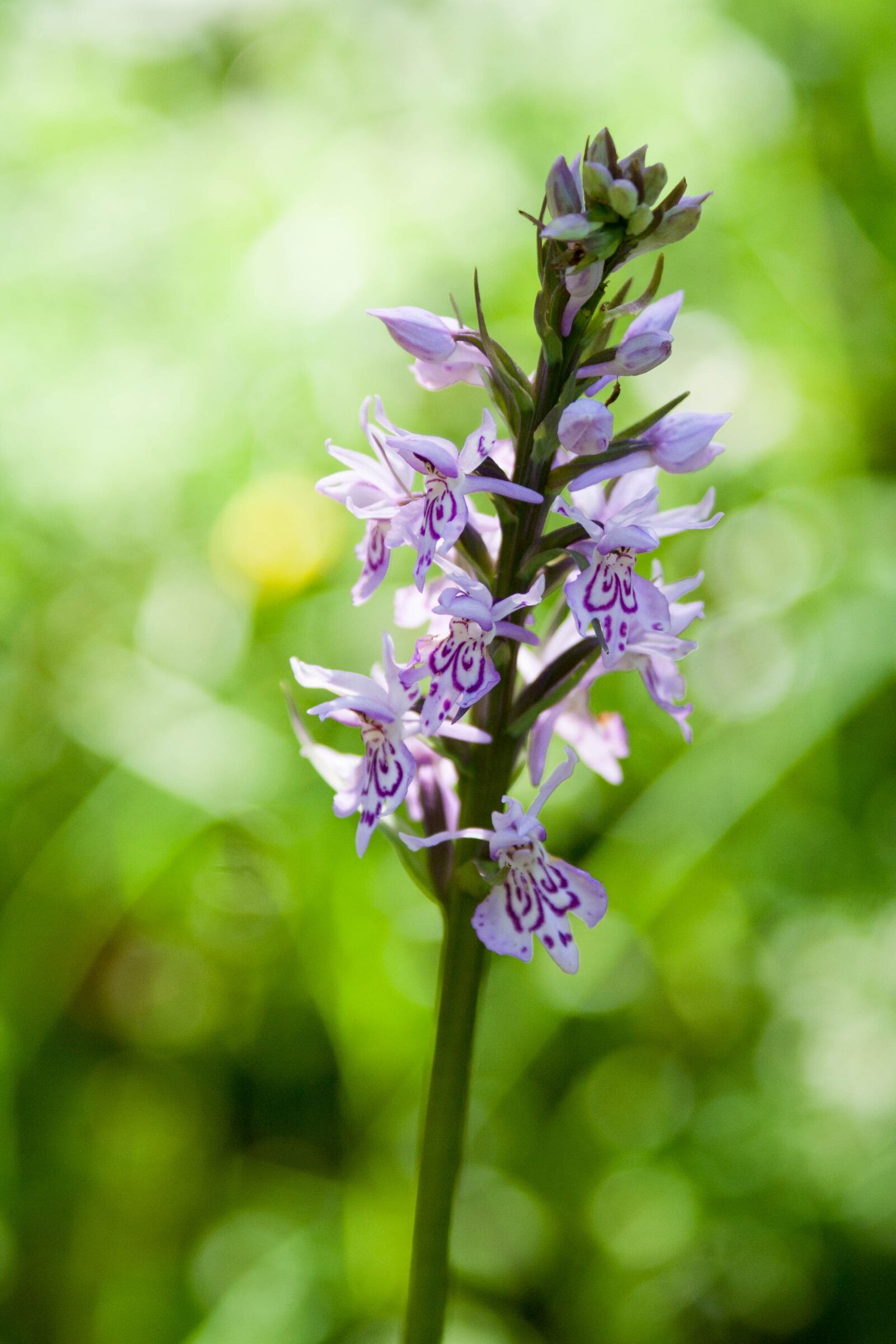 Canon EOS 350D (EOS Digital Rebel XT / EOS Kiss Digital N) sample photo. Dactylorhiza, orchid, violet photography