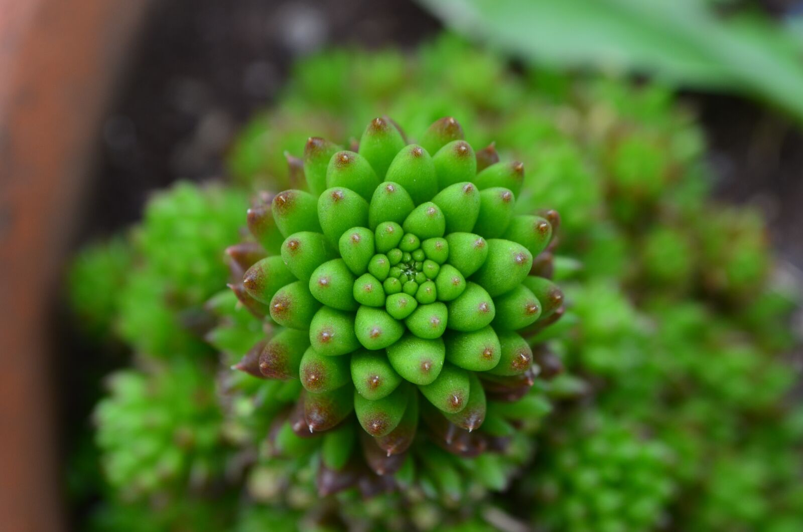 Nikon D5100 sample photo. Succulent, green, nature photography