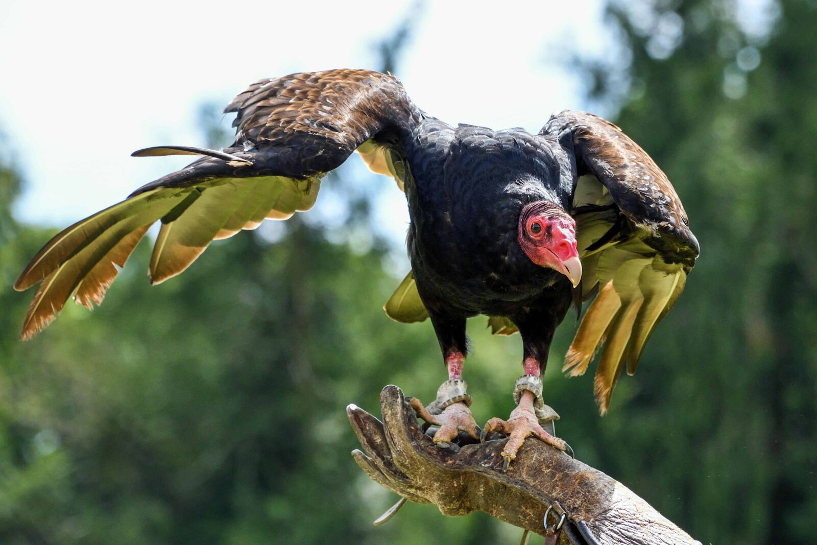 Nikon D500 sample photo. Bird, wildlife, branch, feather photography
