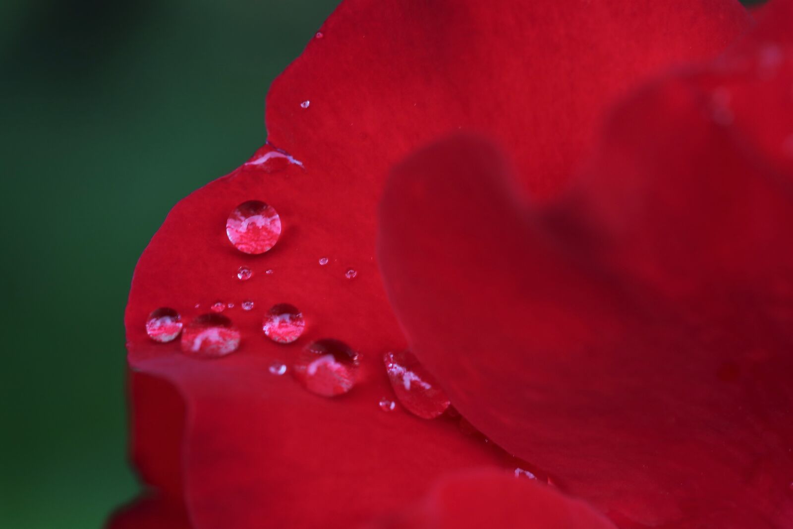 Canon EOS 6D + Canon EF 100mm F2.8 Macro USM sample photo. Rain drops, red petals photography