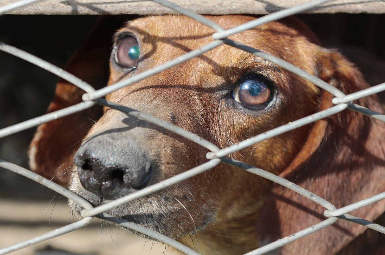 Canon EOS 650D (EOS Rebel T4i / EOS Kiss X6i) sample photo. Dachshund, cage, dog photography