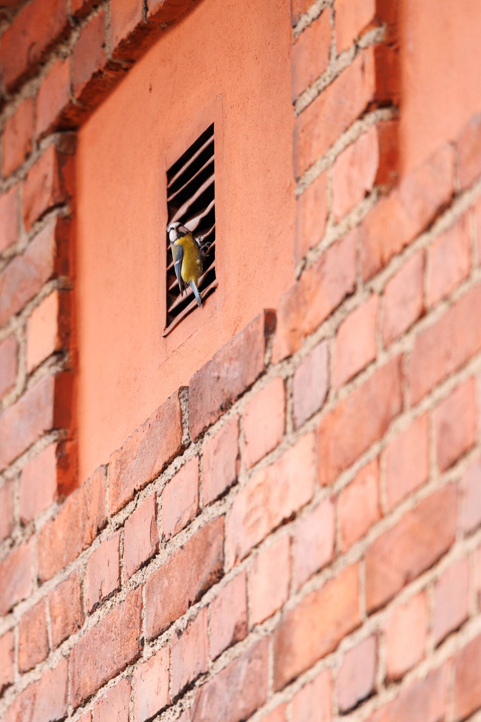 Canon EOS R1 sample photo. Bird wall photography