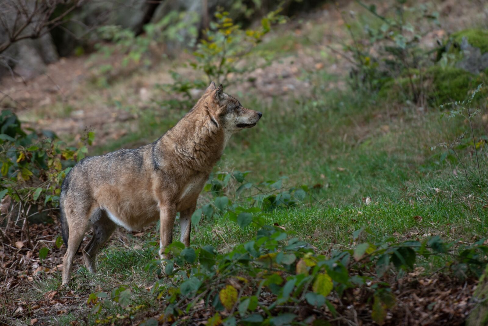 Nikon D750 sample photo. Wolf, forest, animal photography