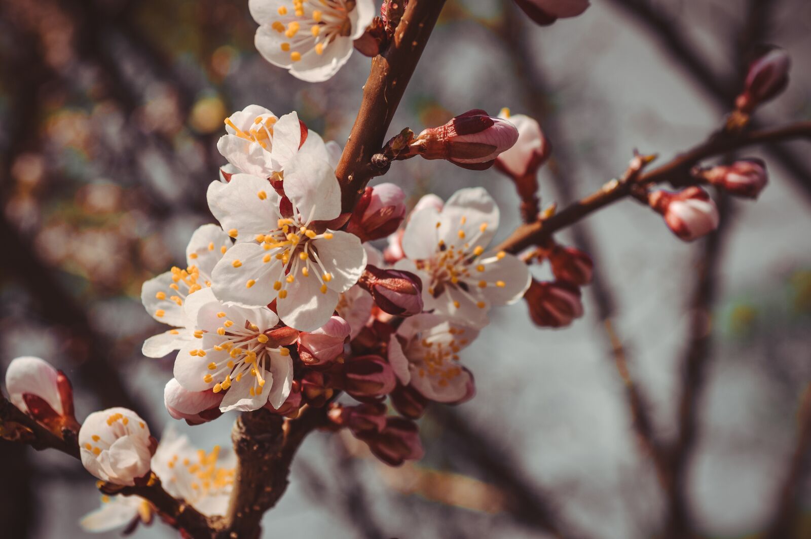 Nikon D3200 sample photo. Flower, tree, spring photography