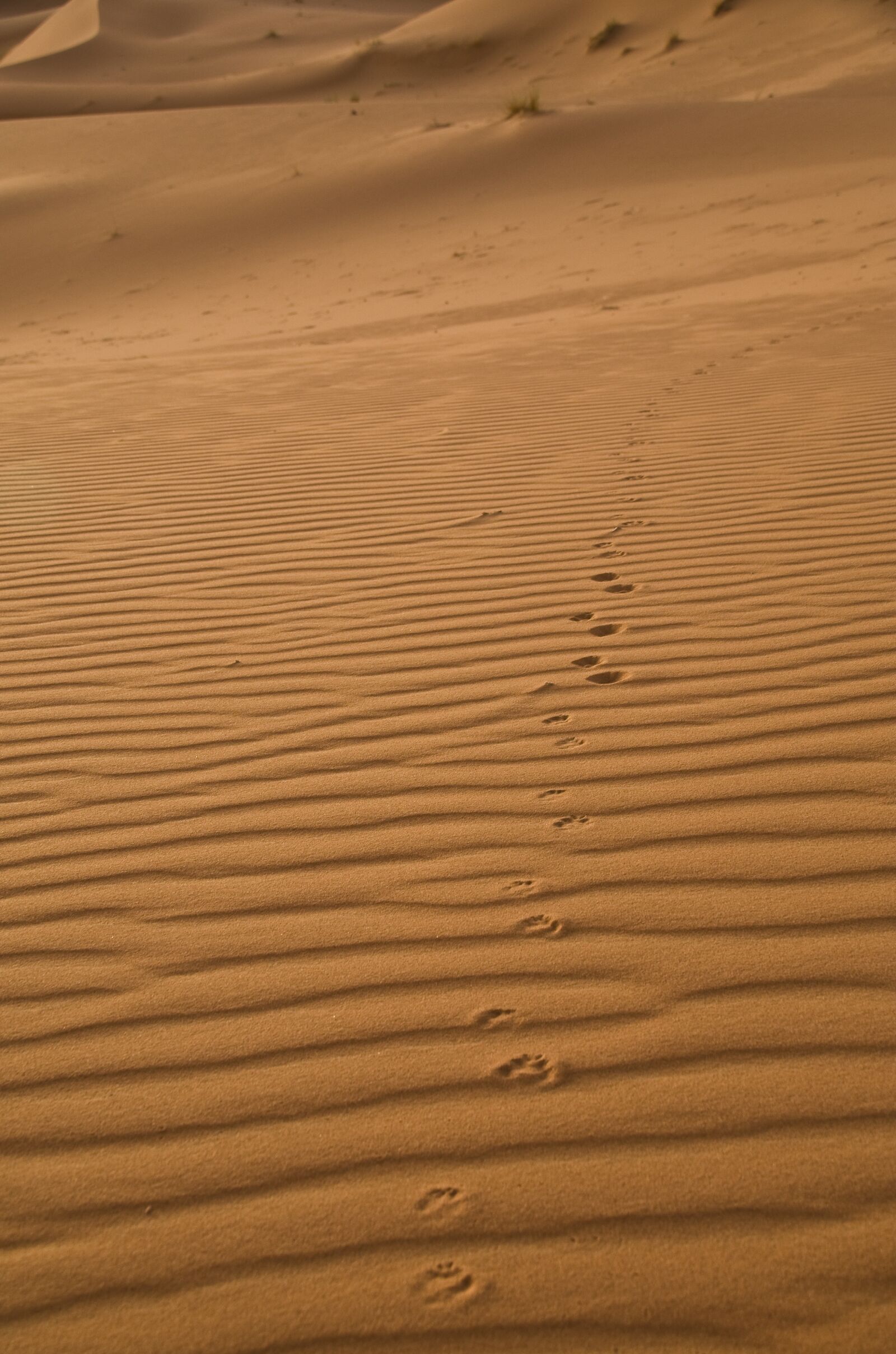 Pentax K-30 sample photo. Sand, sahara, traces photography