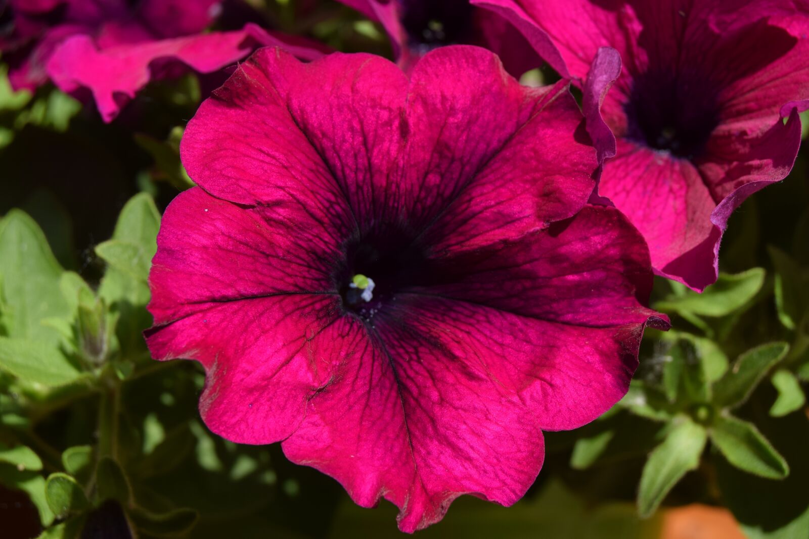 Nikon D3300 sample photo. Flower, petunia, purple photography