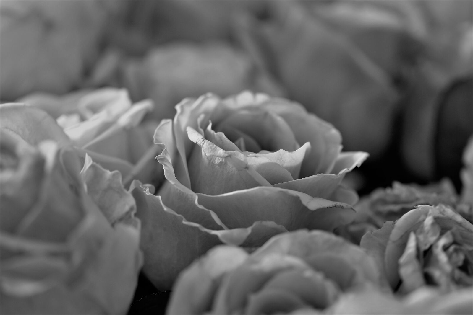 Nikon D5500 sample photo. Roses, flowers, bloom photography