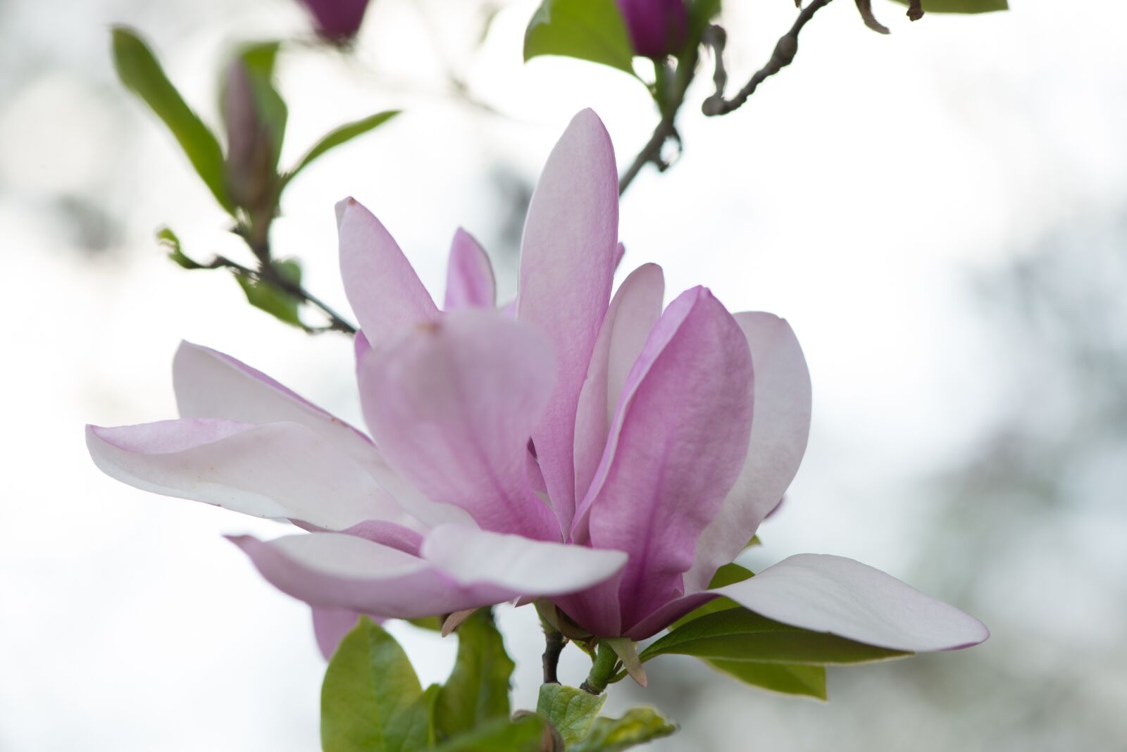 Nikon D600 sample photo. Flowers, pink, summer photography