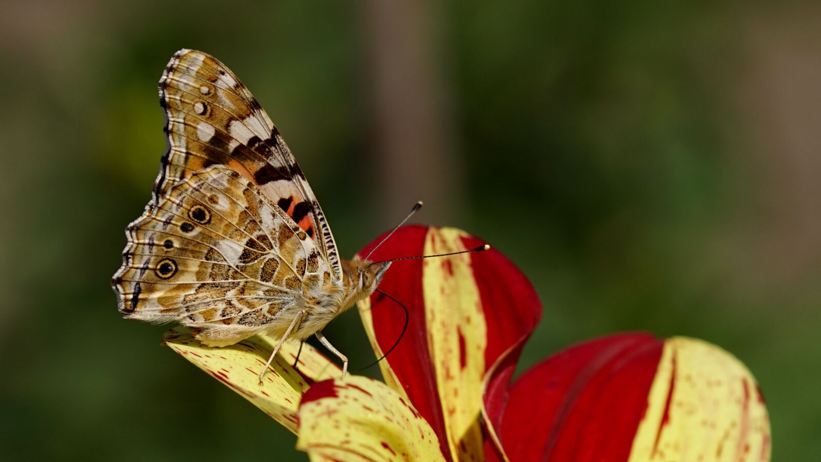 Sony SLT-A68 + 105mm F2.8 sample photo. Vanessa cardui, walking butterfly photography