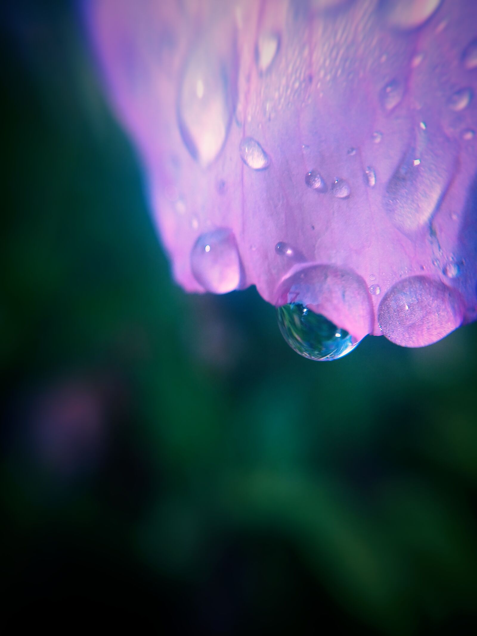 LG V20 sample photo. Macro, flower, petal photography
