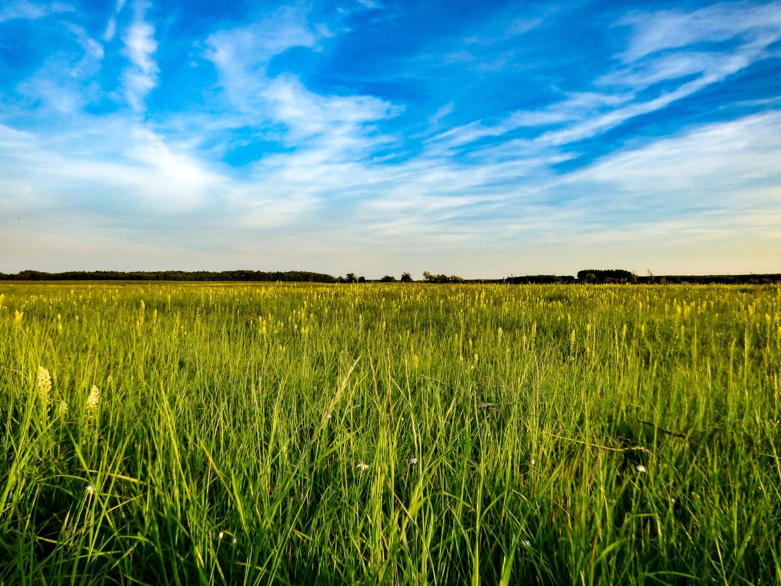 Panasonic DMC-FZ72 sample photo. Field, meadow, green meadow photography