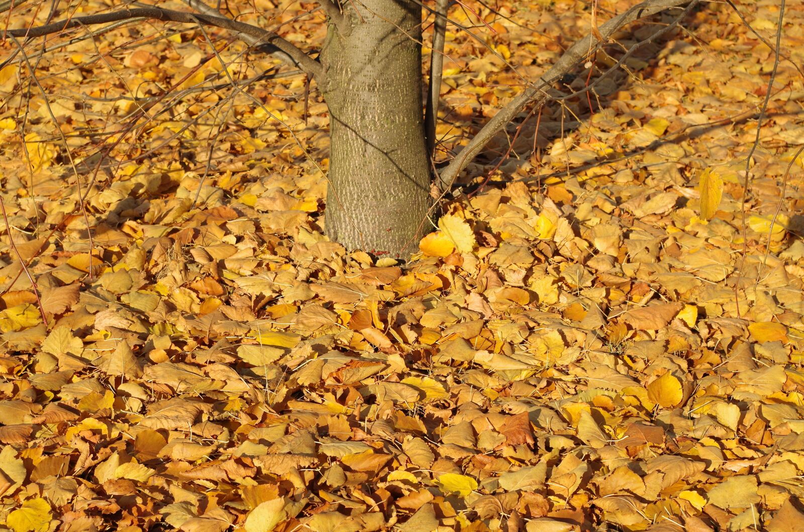 Pentax K-50 sample photo. Autumn, yellow leaves, november photography