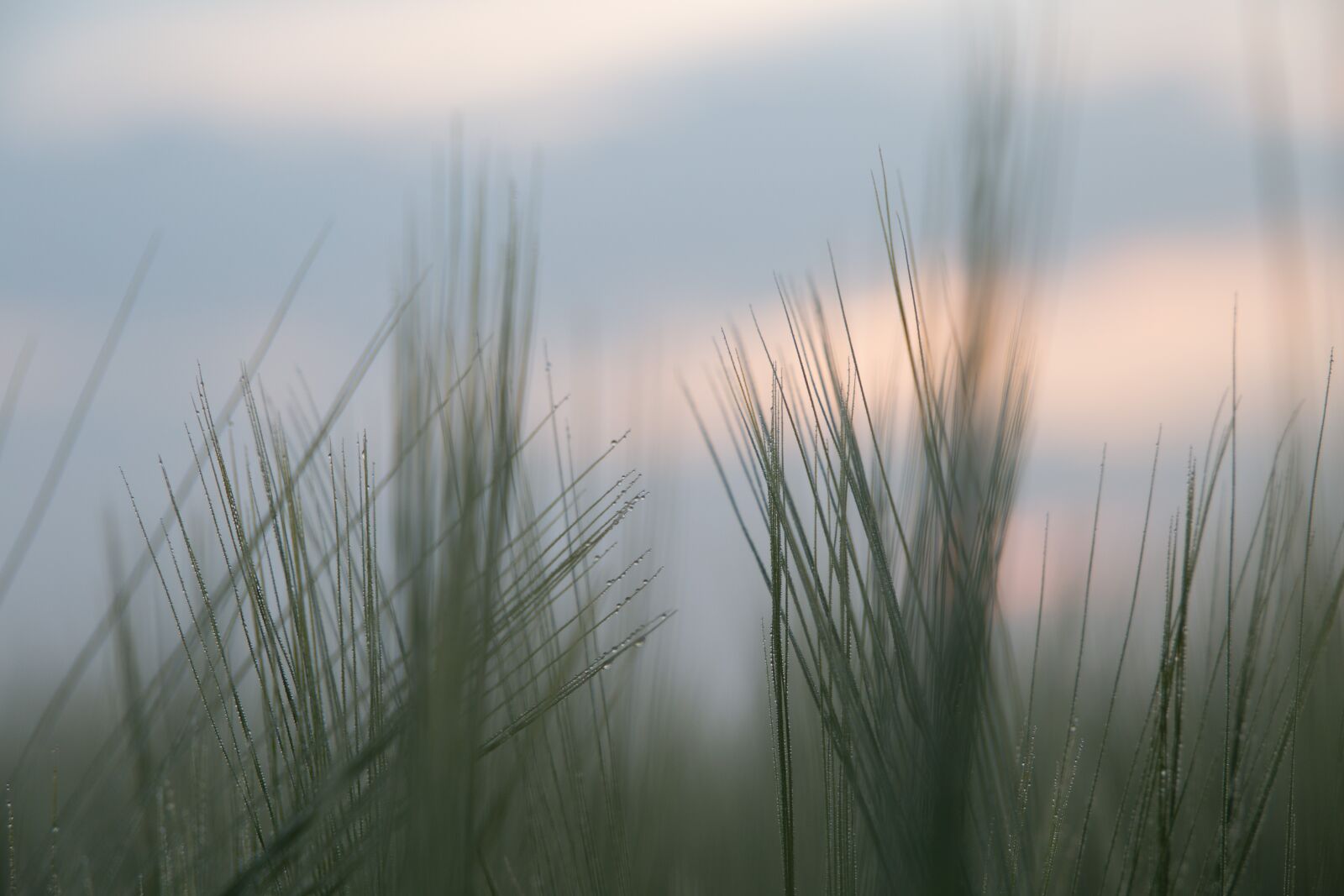 Canon EF 24-105mm F3.5-5.6 IS STM sample photo. Nature, morning, landscape photography