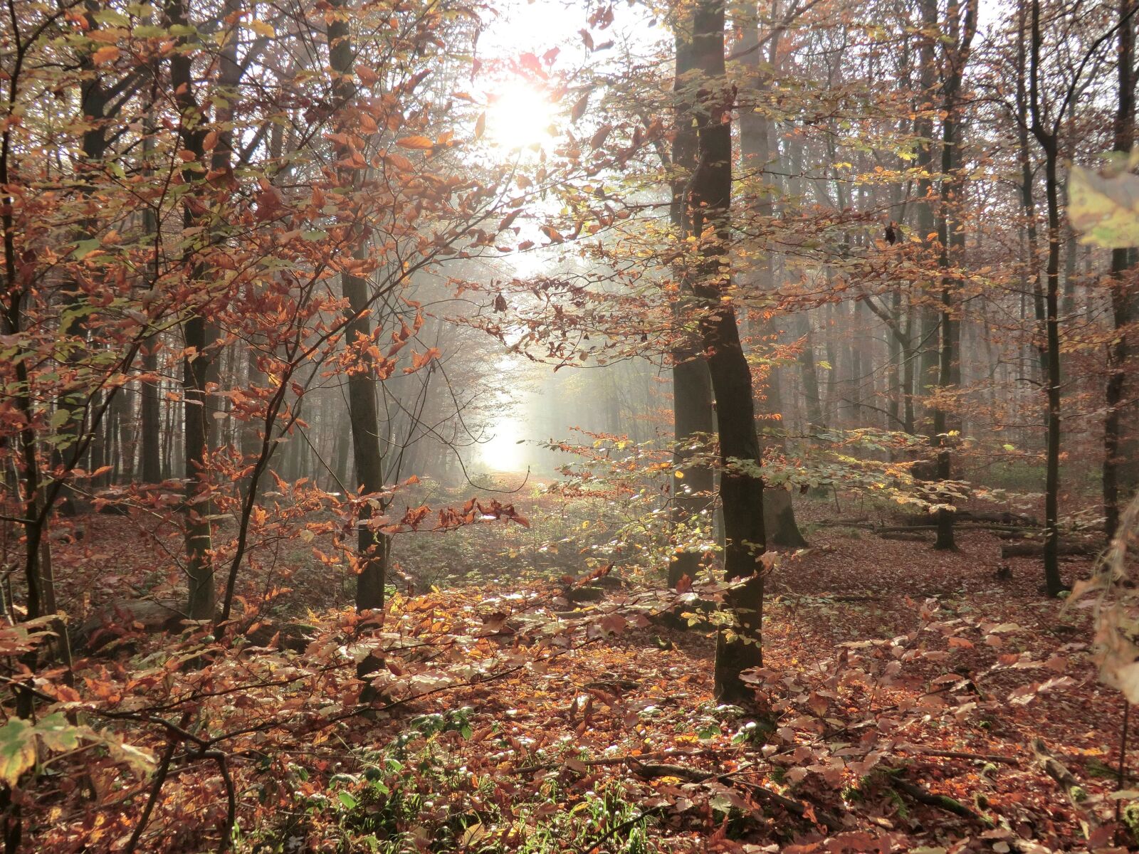 CASIO EX-H20G sample photo. Autumn, forest, backlighting photography