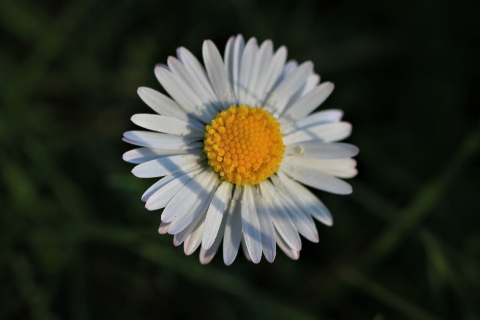 Canon EOS 7D sample photo. Daisy, white, yellow photography