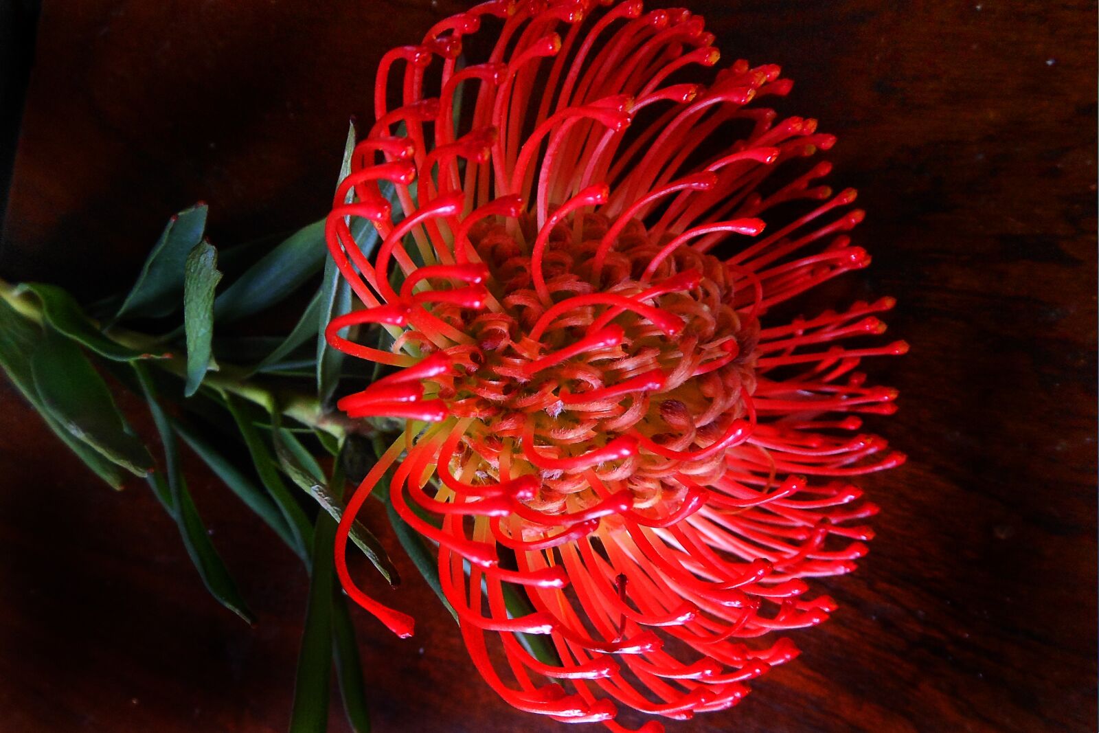 Canon EOS 550D (EOS Rebel T2i / EOS Kiss X4) sample photo. Protea, flower, bloom photography