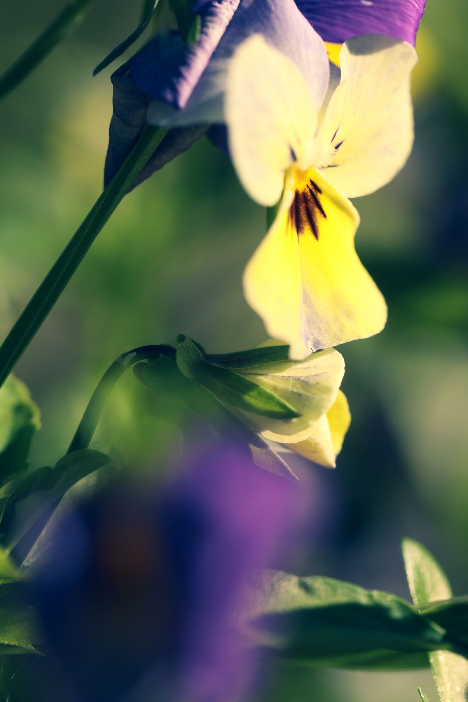 Canon EOS R sample photo. Flower, pansy, garden photography