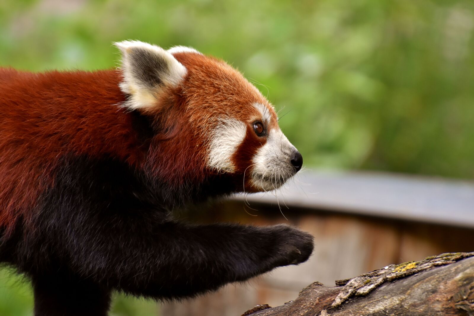 Nikon D7200 sample photo. Panda, red panda, bear photography