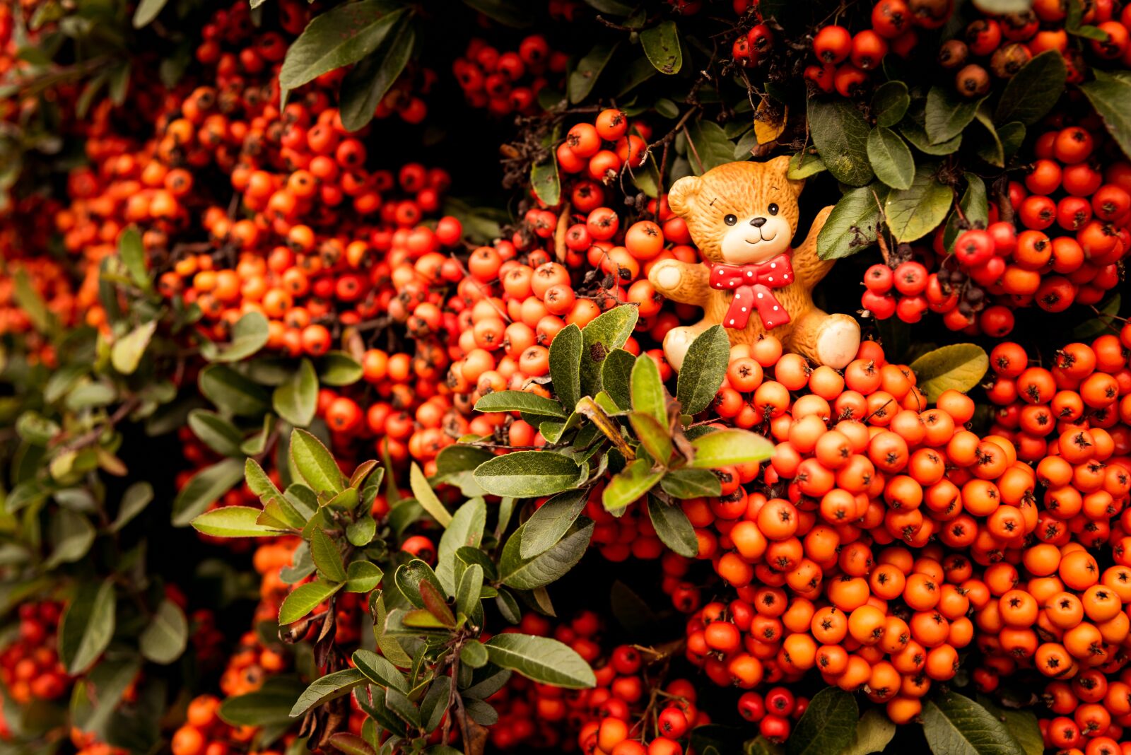Nikon D750 sample photo. Bear, toy, berries photography