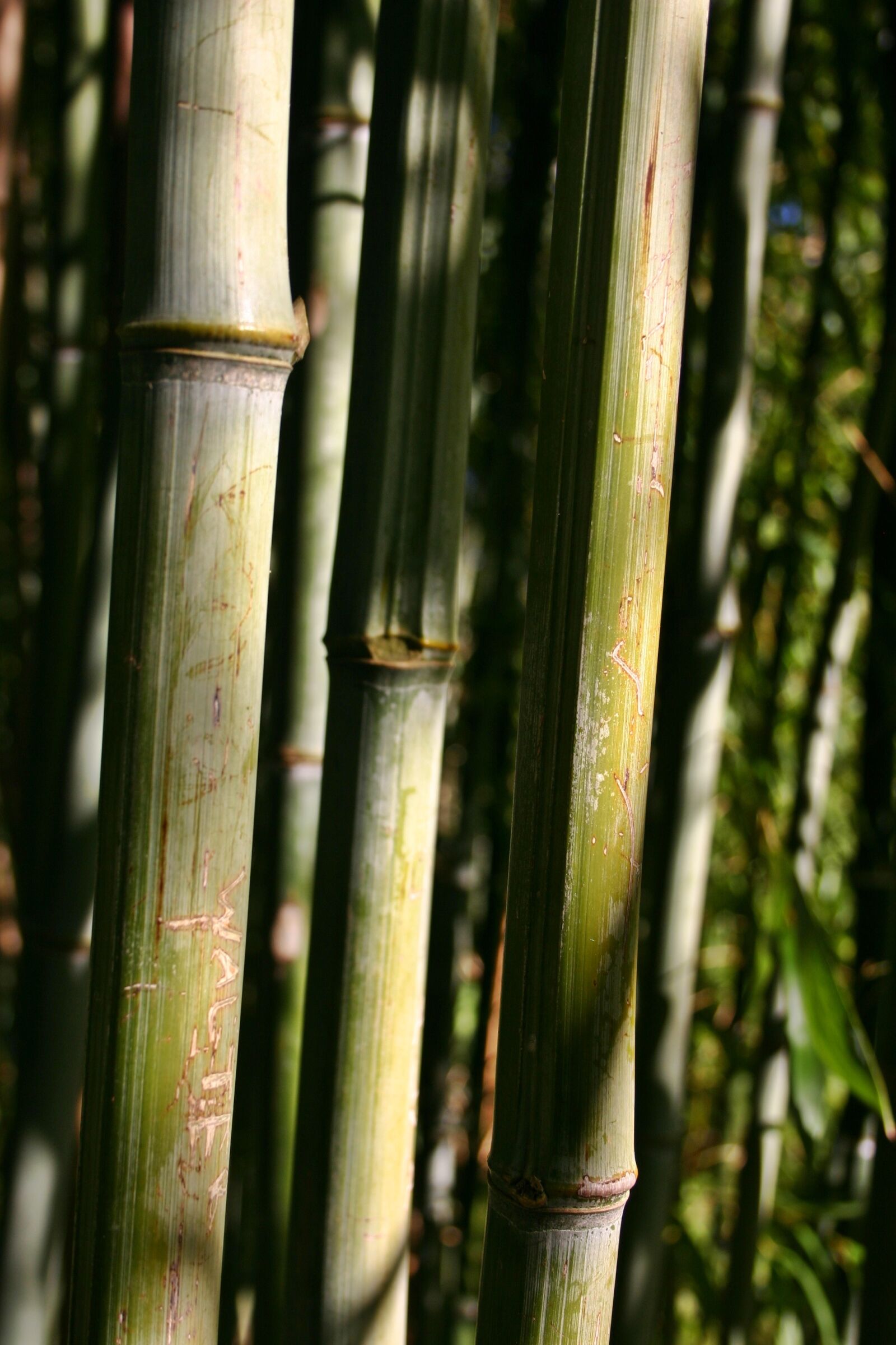 Canon EOS 300D (EOS Digital Rebel / EOS Kiss Digital) sample photo. Bamboo, bamboo cane, plant photography