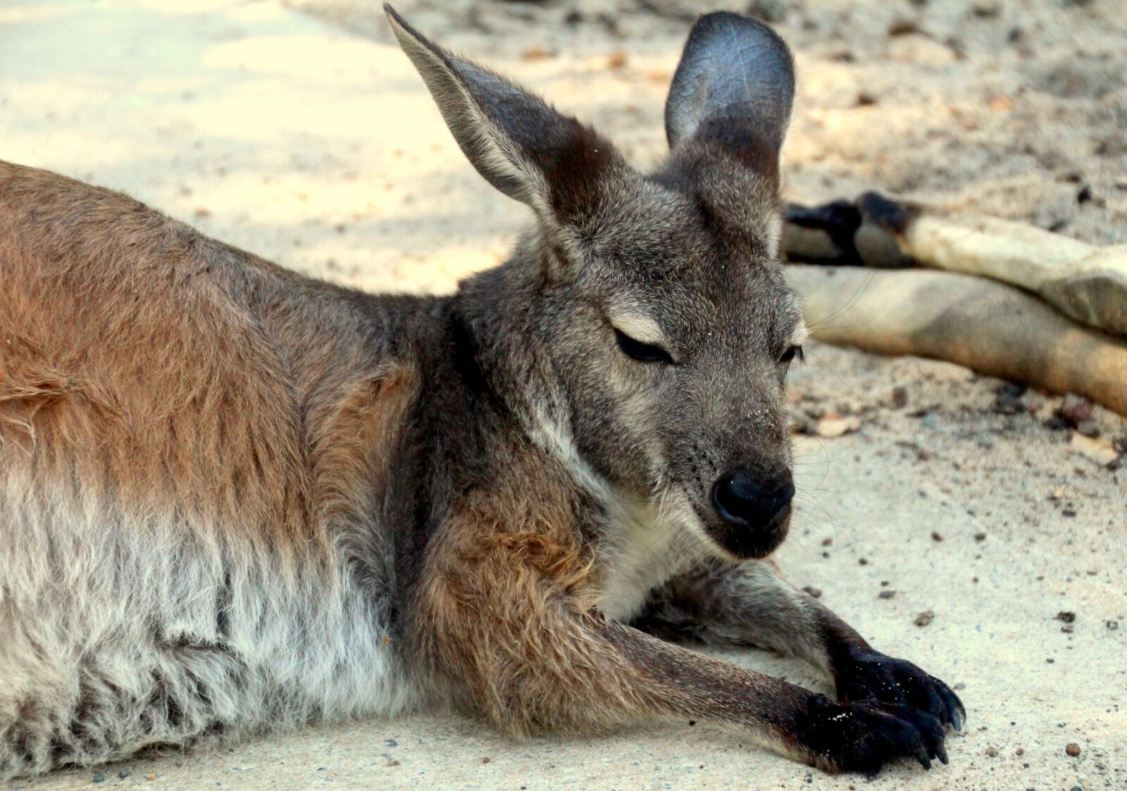 Canon EOS 700D (EOS Rebel T5i / EOS Kiss X7i) sample photo. Kangaroo, marsupial, joey photography