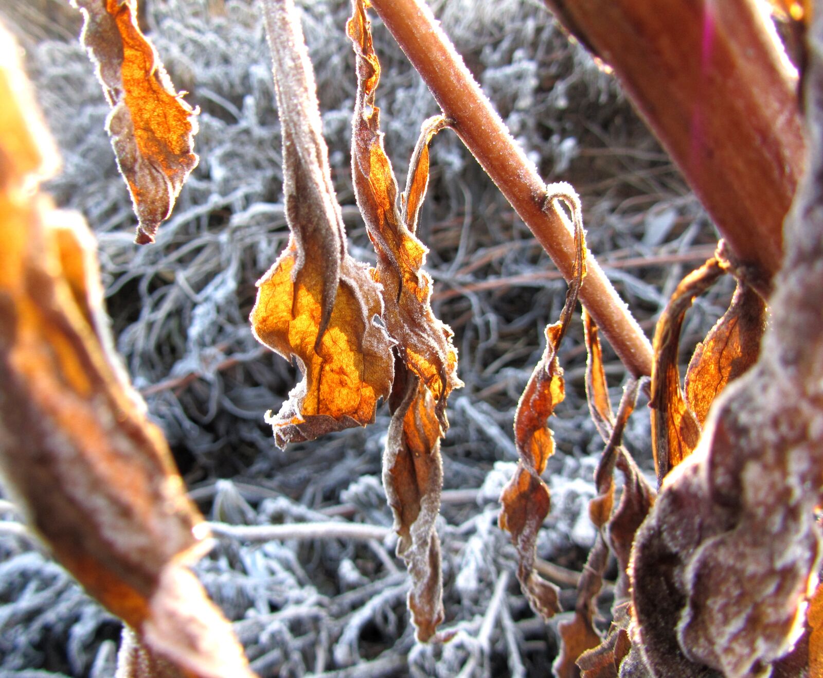 Canon PowerShot SX210 IS sample photo. Winter gold, leaves, sunlight photography