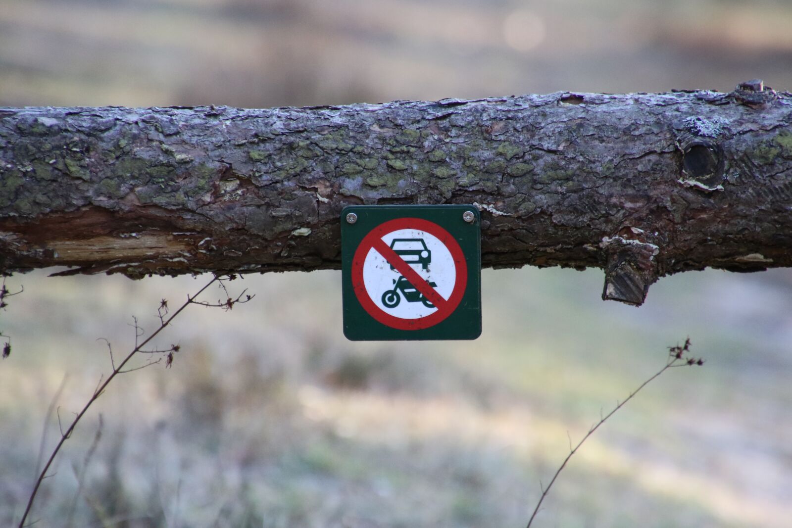 Canon EOS 7D Mark II sample photo. Divorced, ban, forest photography