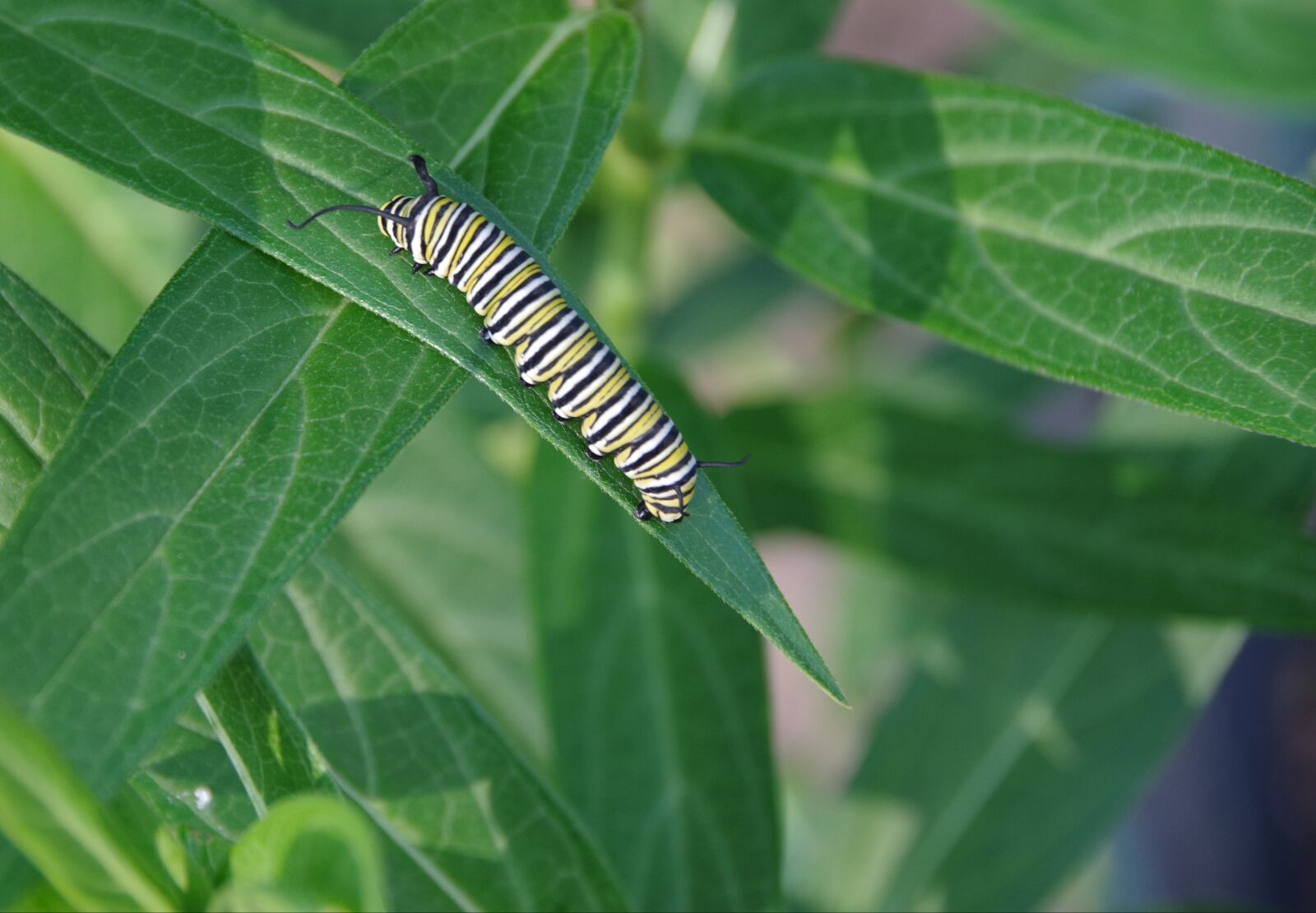 Pentax K-70 sample photo. Monarch, caterpillar, milkweed photography