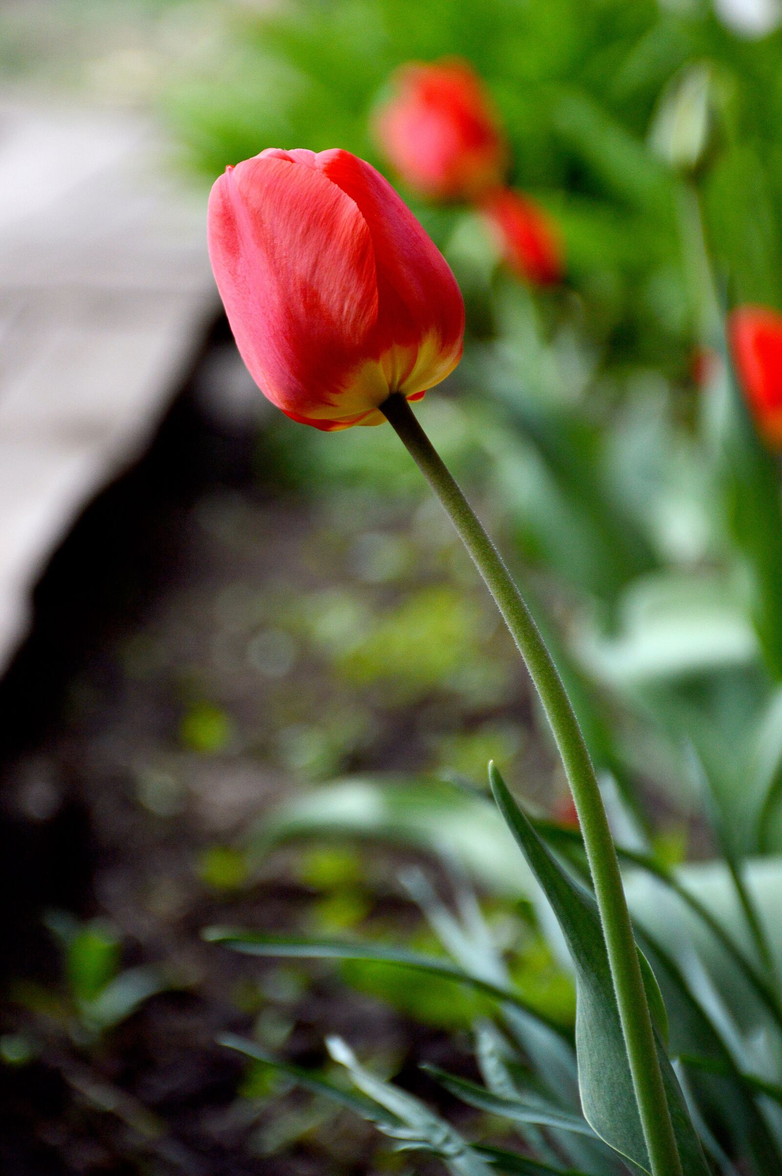 Nikon D3200 sample photo. May, spring, tulip photography