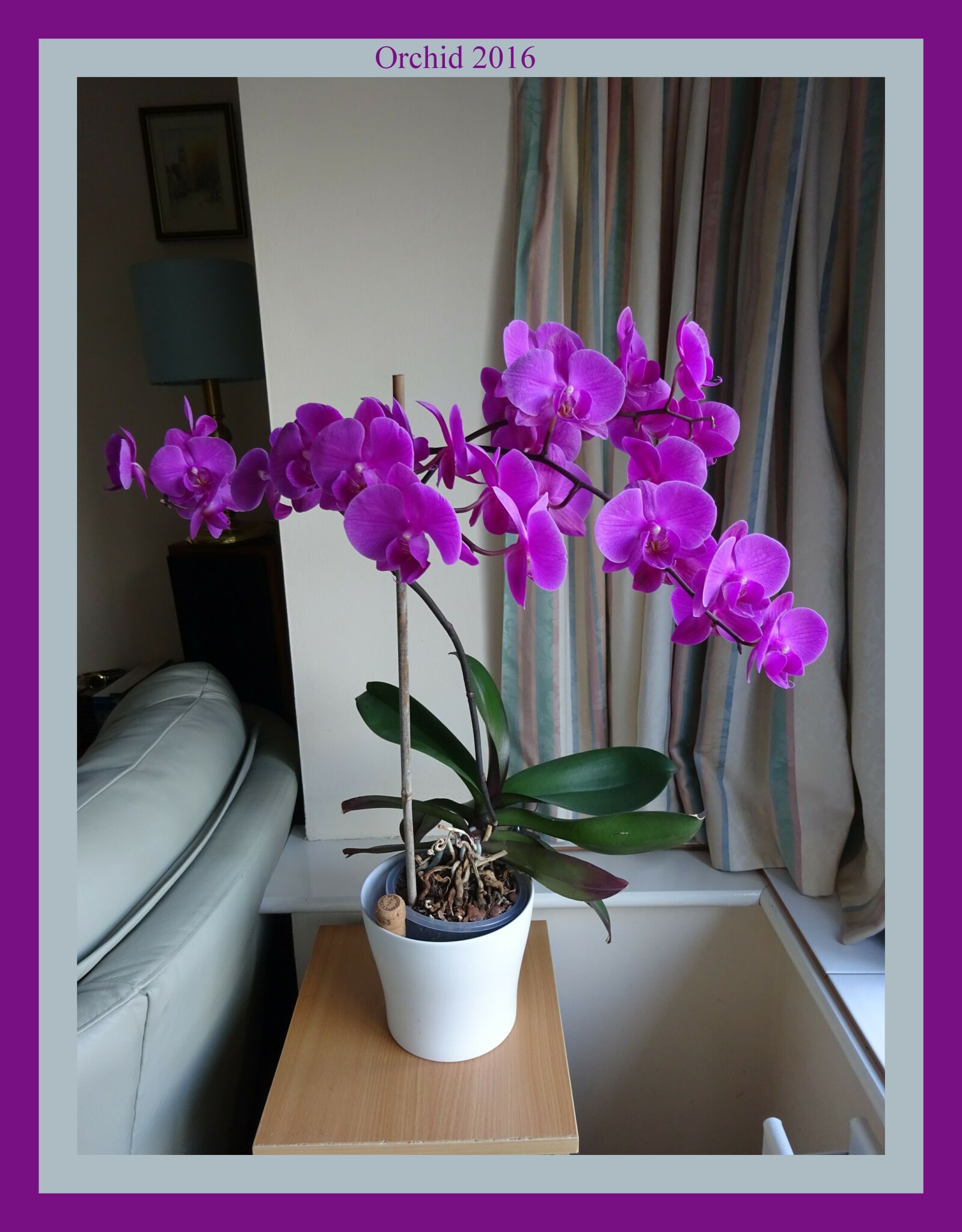 Sony Cyber-shot DSC-WX350 sample photo. Orchid, pink orchid, flowers photography