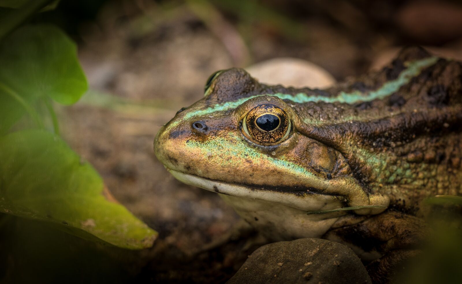 Olympus M.Zuiko Digital ED 60mm F2.8 Macro sample photo. The frog, amphibian, amphibians photography