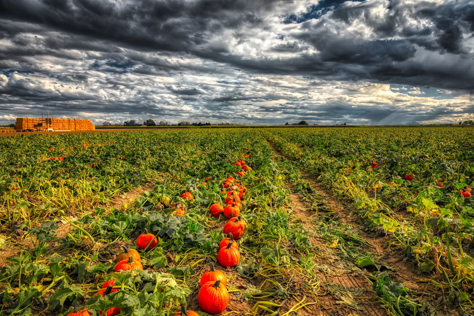 Canon EOS 5DS R sample photo. Pumpkins, field, sky photography