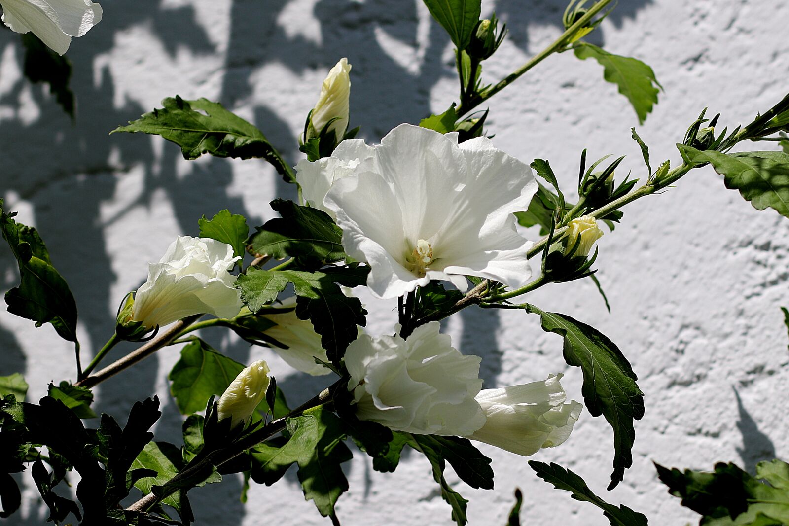 Canon EF 50mm F1.4 USM sample photo. Hibiscus, blossom, bloom photography