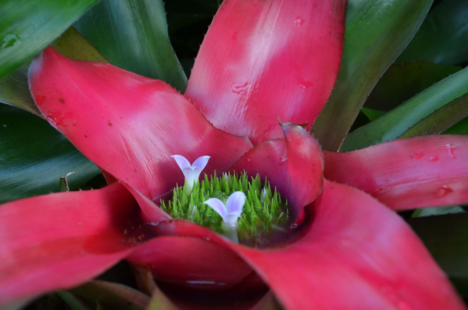 Nikon D7000 sample photo. Bromeliaceae, bromeliad, flower photography